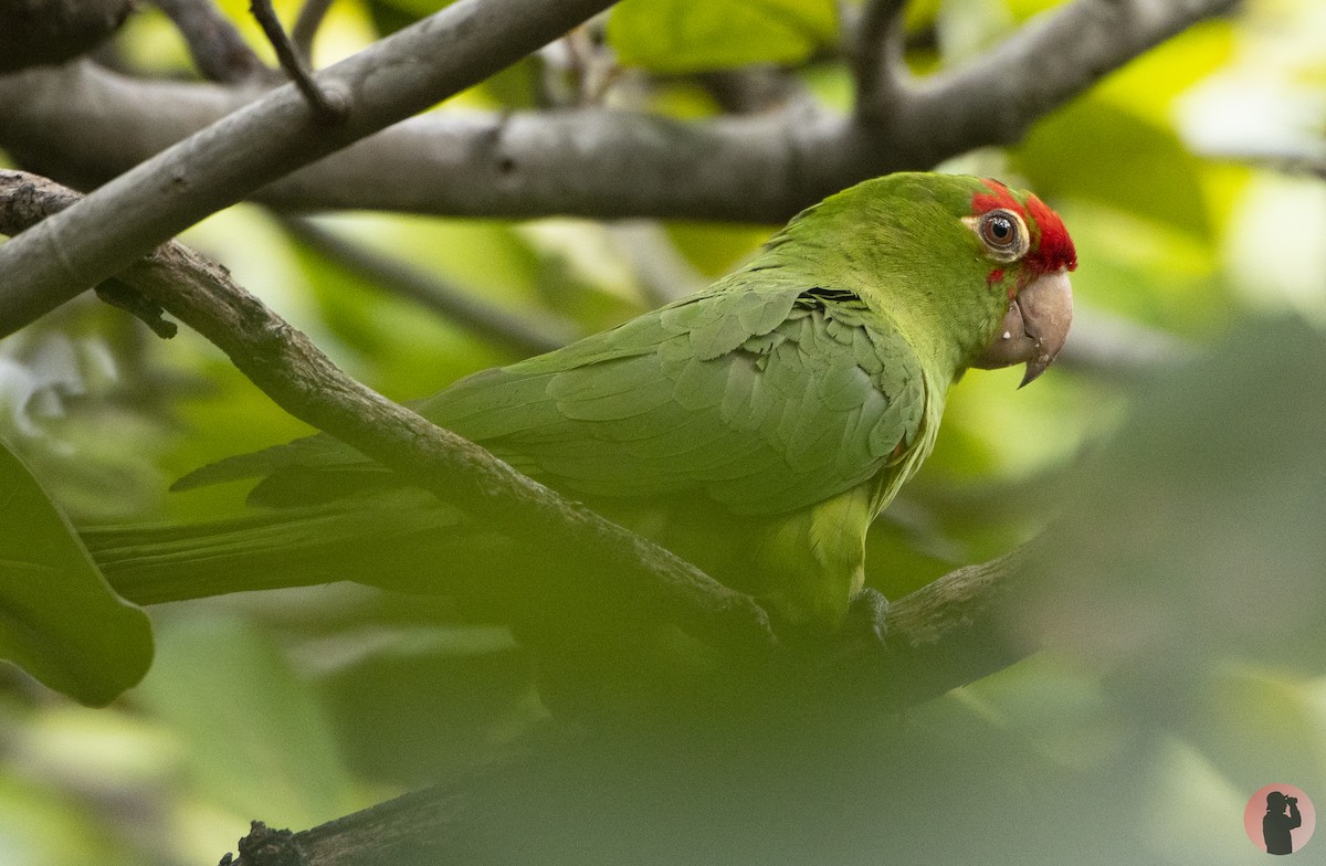 Psittacara sp. - ML644596072