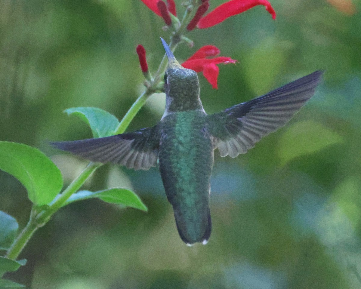 Yakut Boğazlı Kolibri - ML644596075