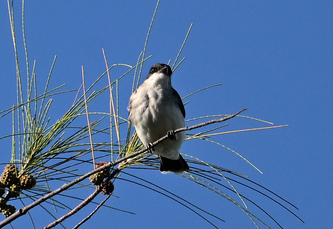 Tyran tritri - ML644596084