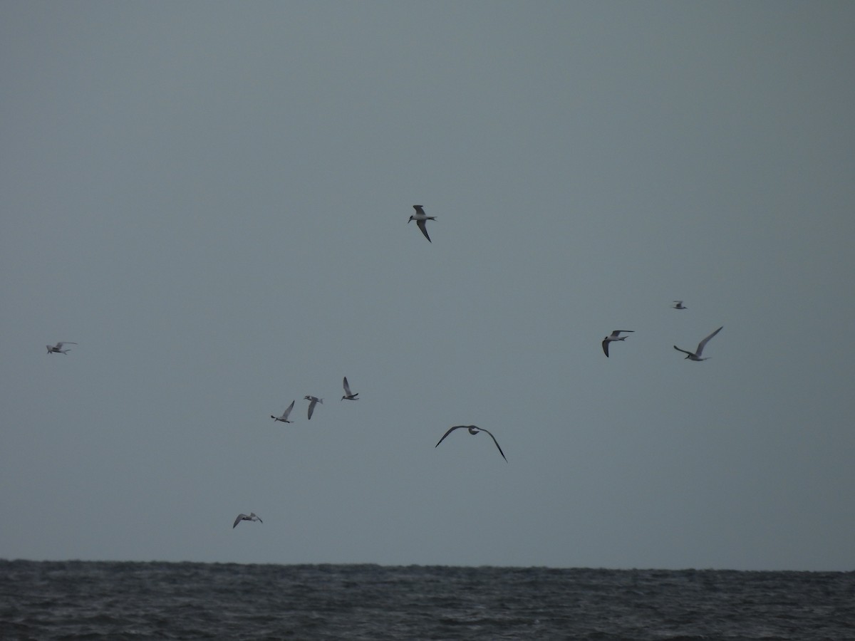 Forster's Tern - ML644596100