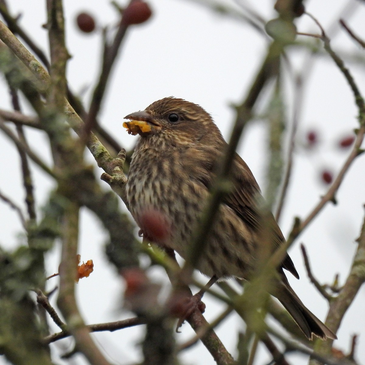 hýl nachový - ML644596102