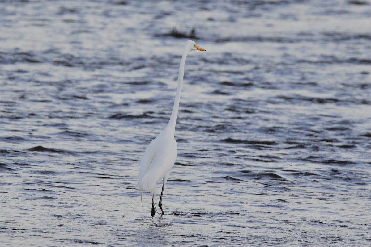 Great Egret - ML644596103