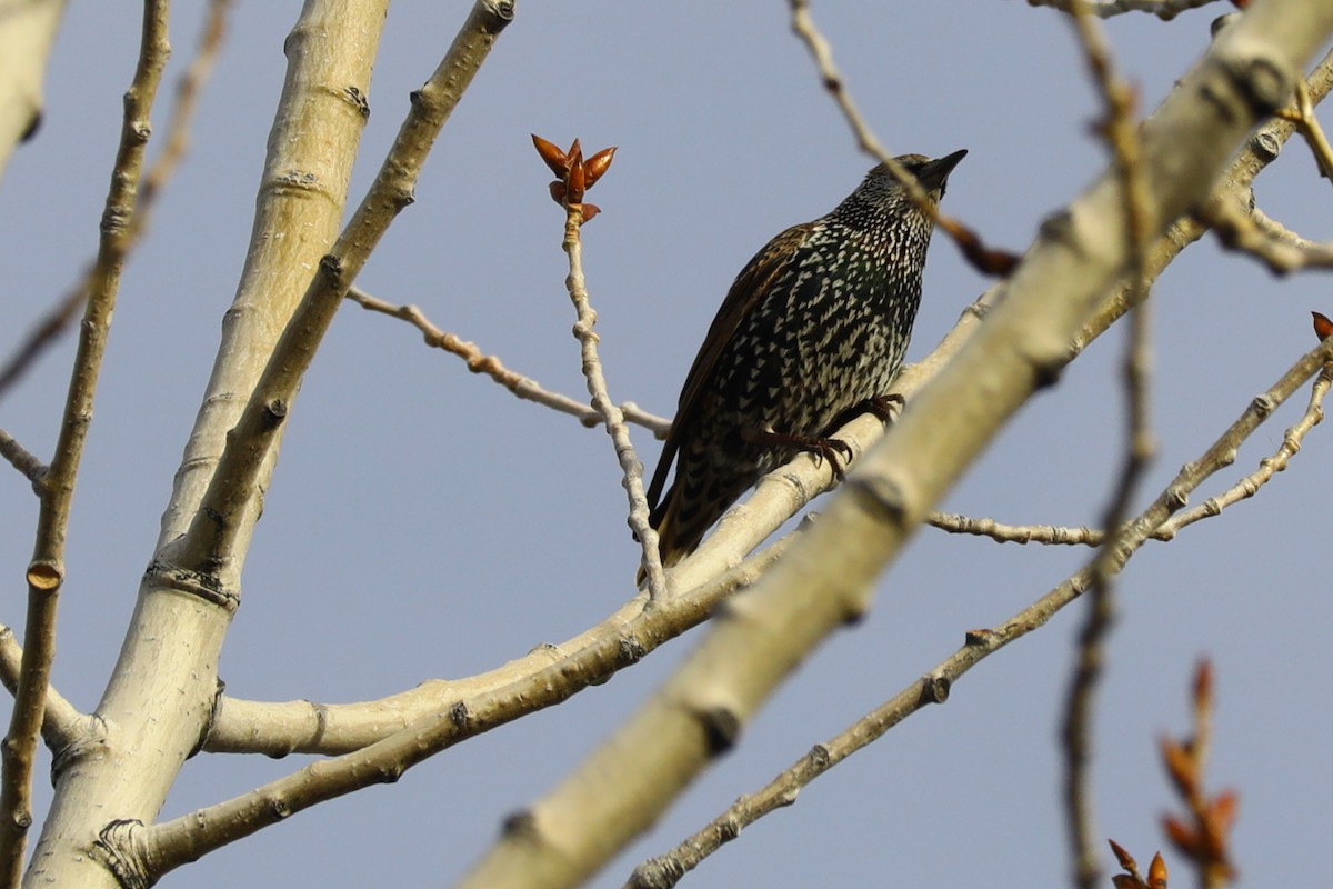 Arabazozo pikarta - ML644596121