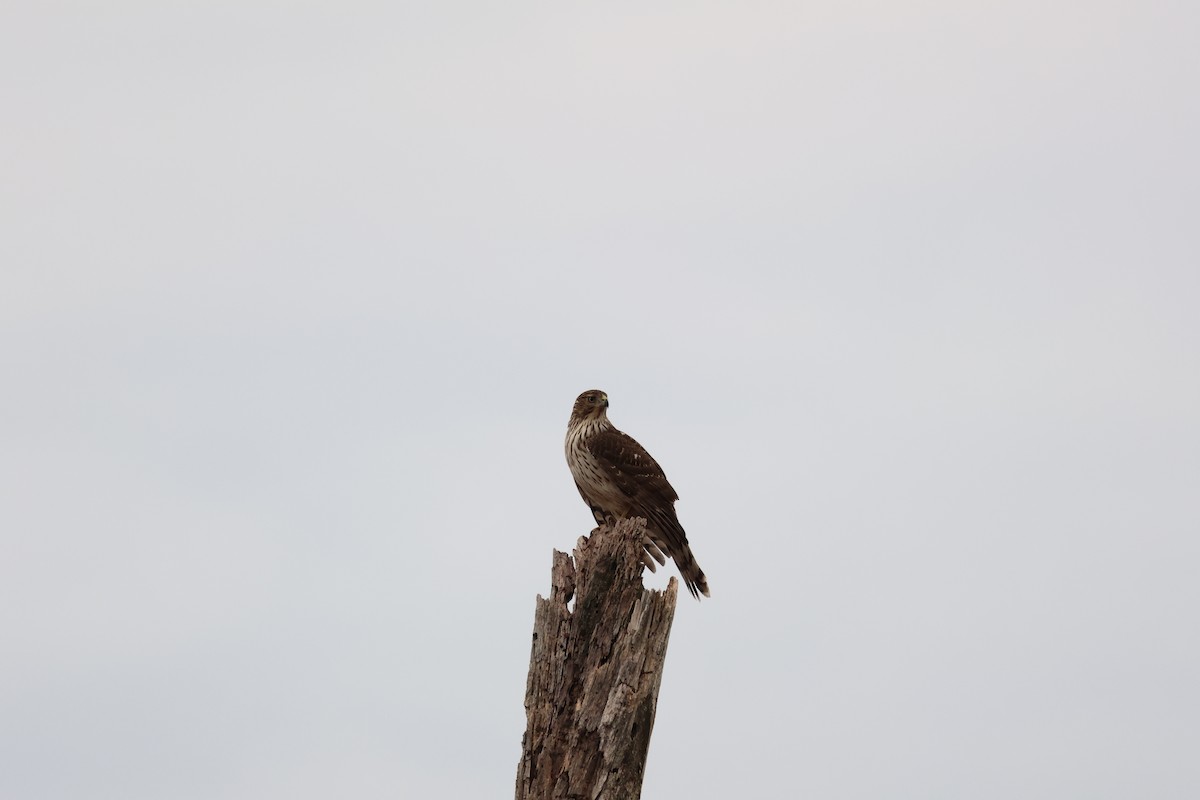 Cooper's Hawk - ML644596123
