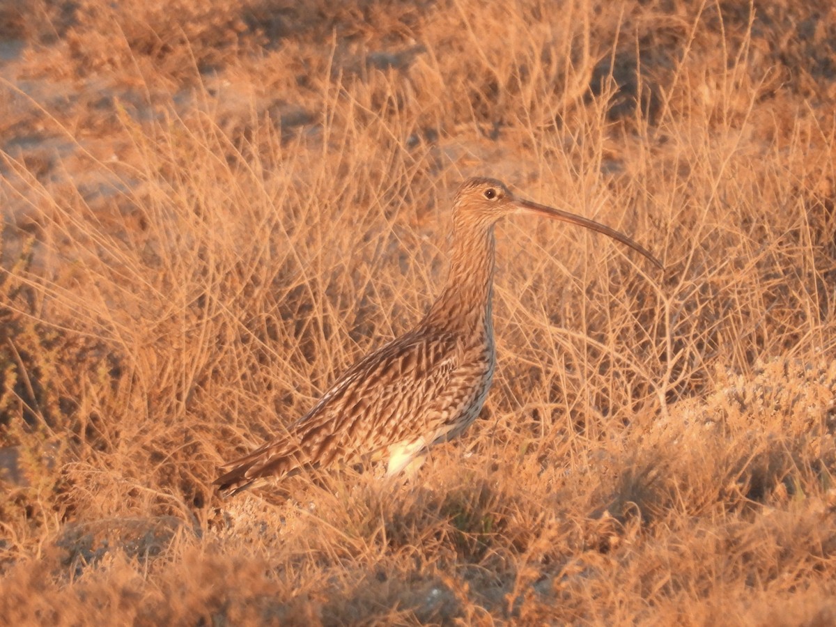 Kurlinta handia - ML644596131