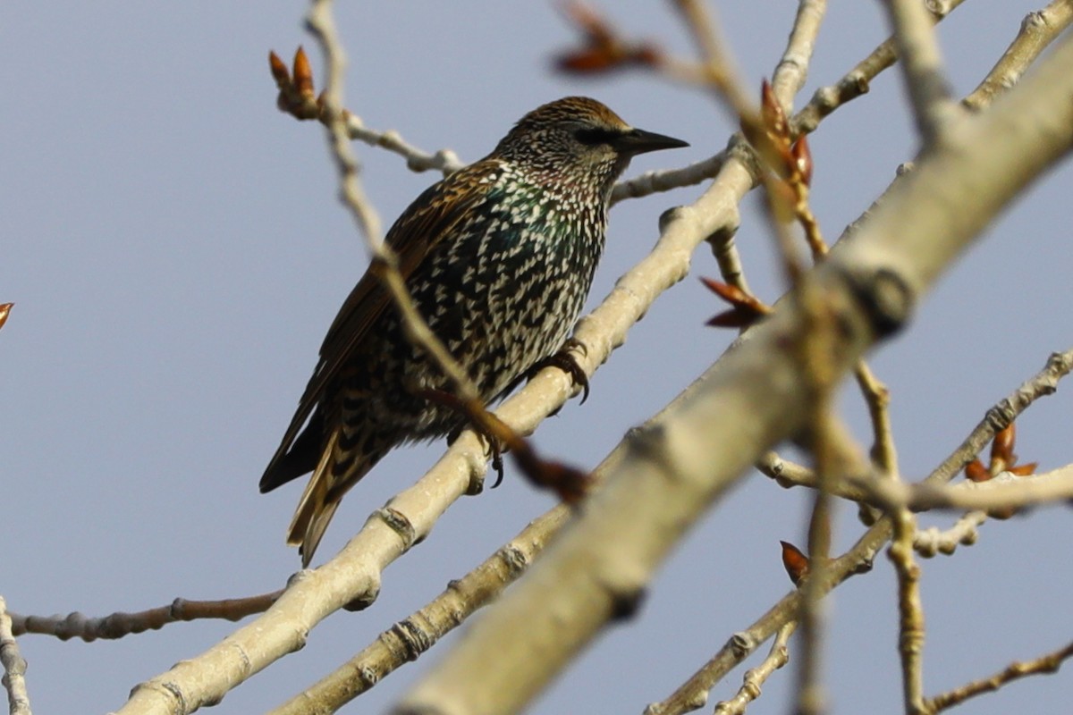 Arabazozo pikarta - ML644596135