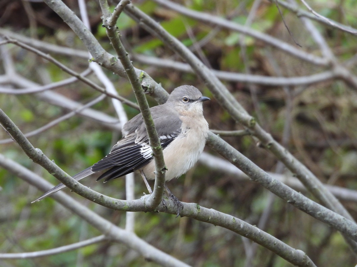 Kuzeyli Taklitçi - ML644596138