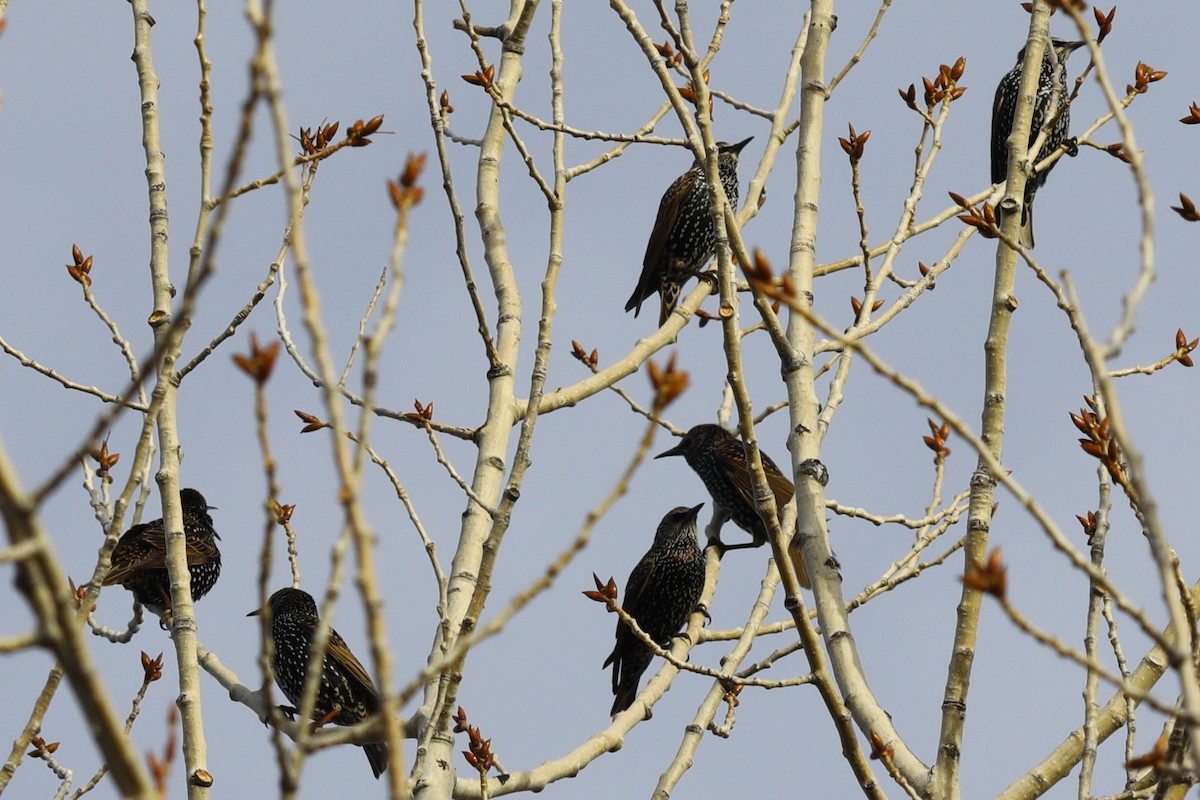 Arabazozo pikarta - ML644596145