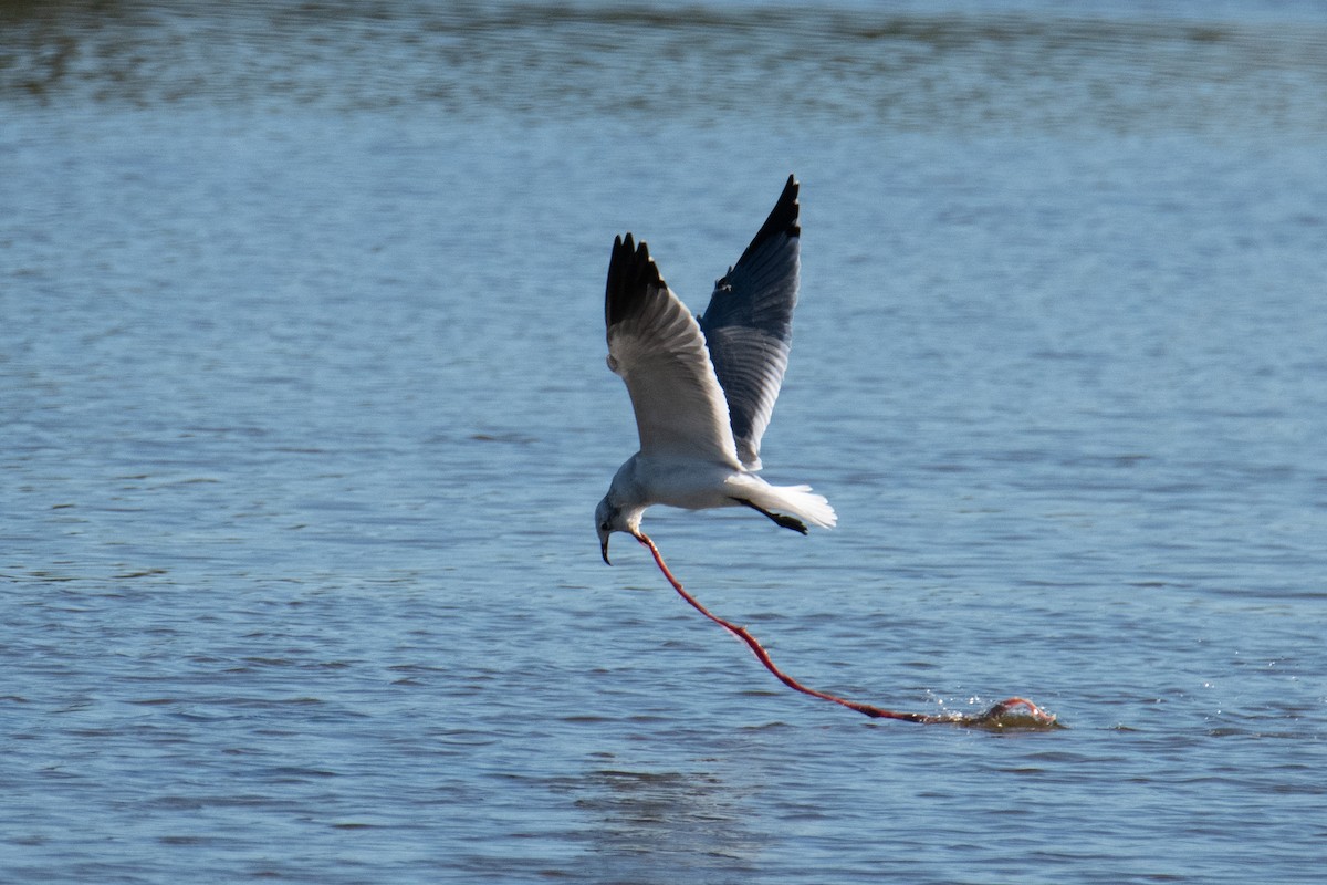 Laughing Gull - ML644596154