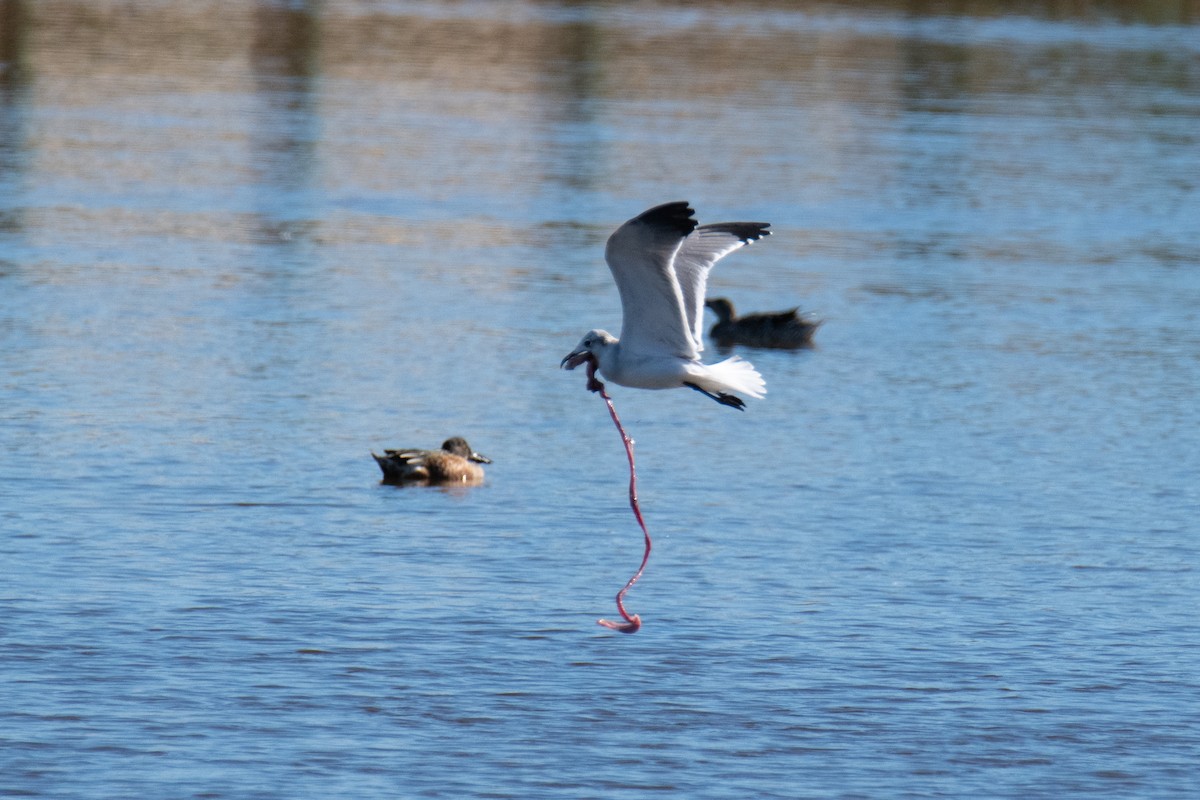 Laughing Gull - ML644596155