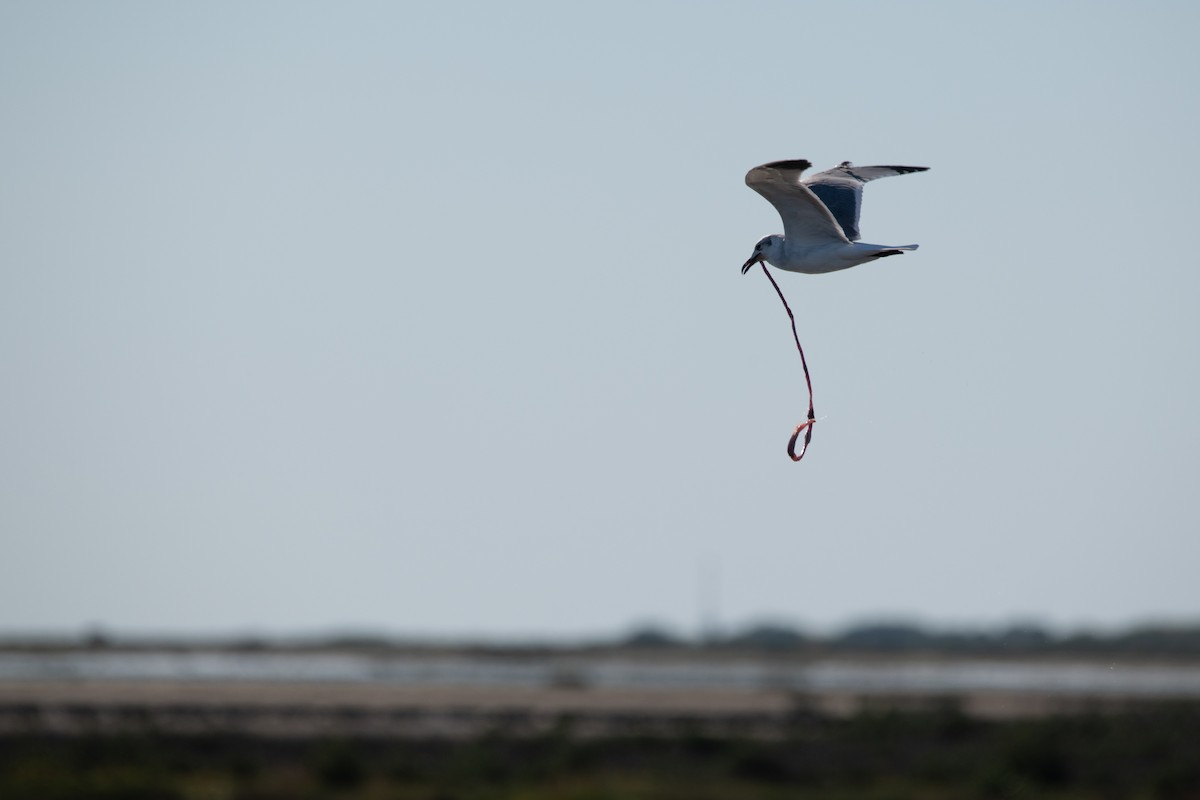 Laughing Gull - ML644596156