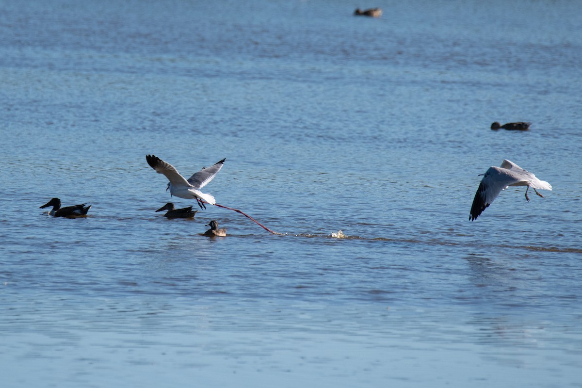 Laughing Gull - ML644596157