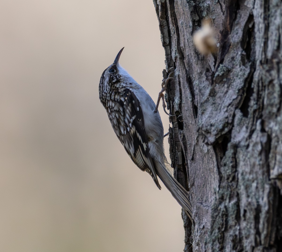 amerikatrekryper - ML644596160