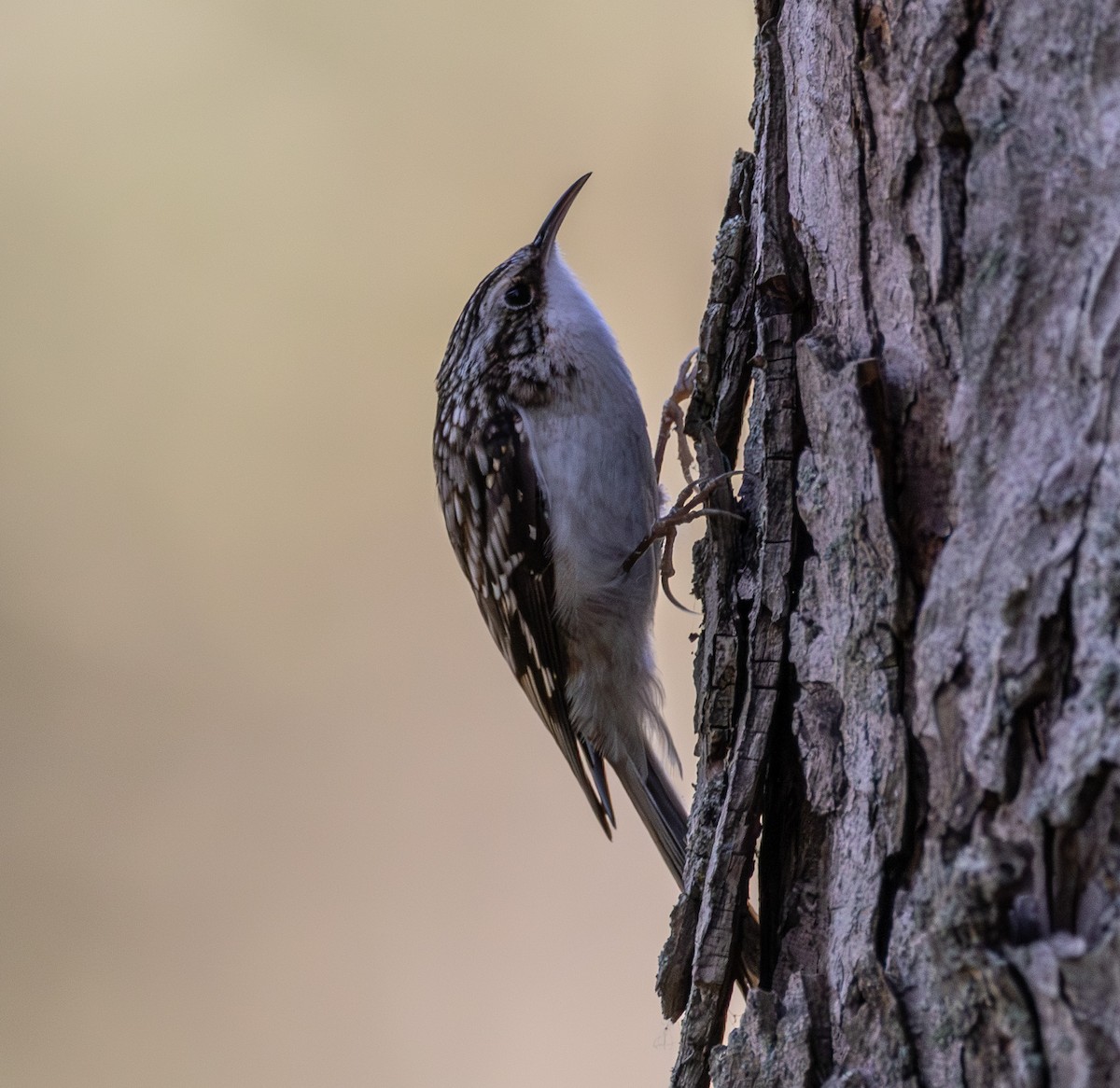 amerikatrekryper - ML644596161