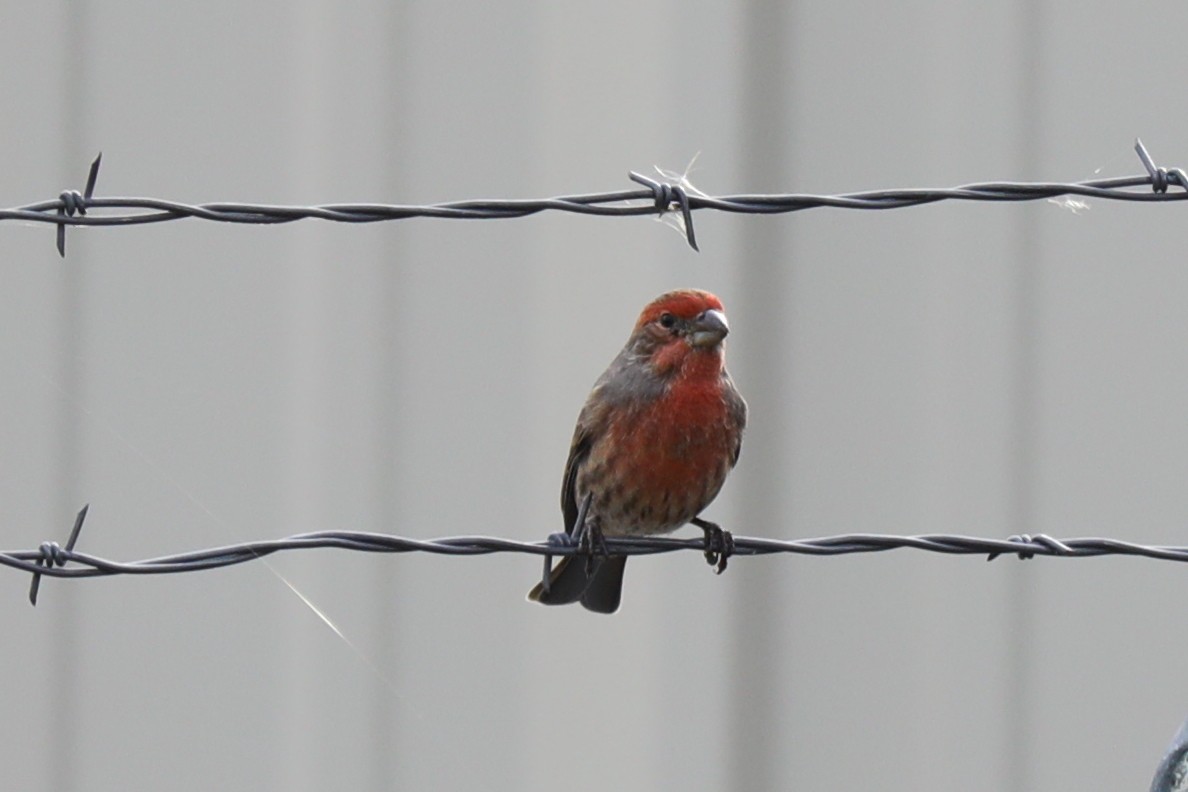 Burugorri arrunta - ML644596169