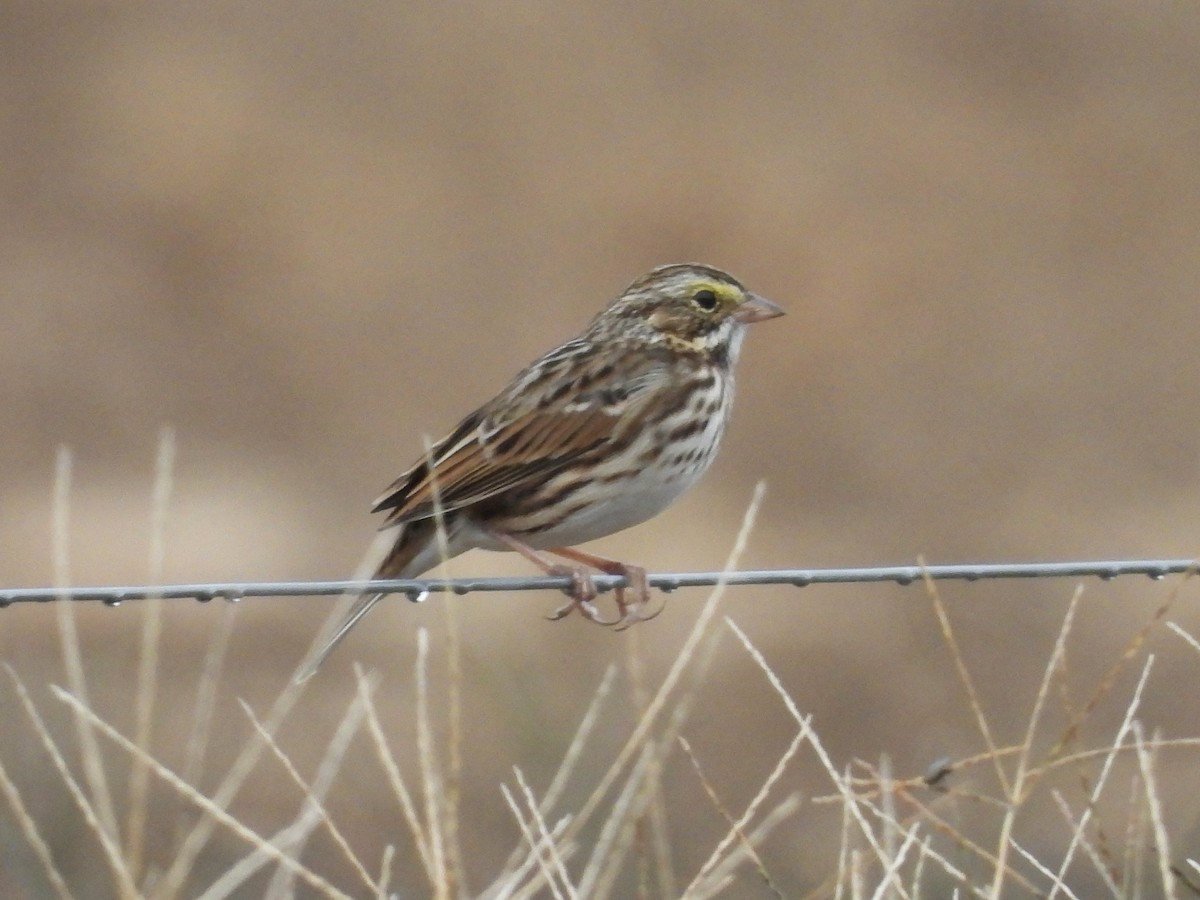 strnadec luční - ML644596178