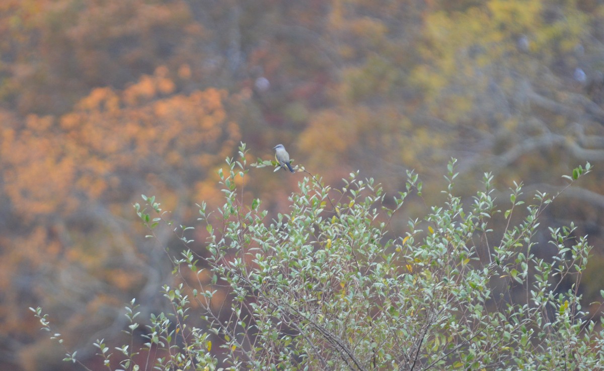 Western Kingbird - ML644596184