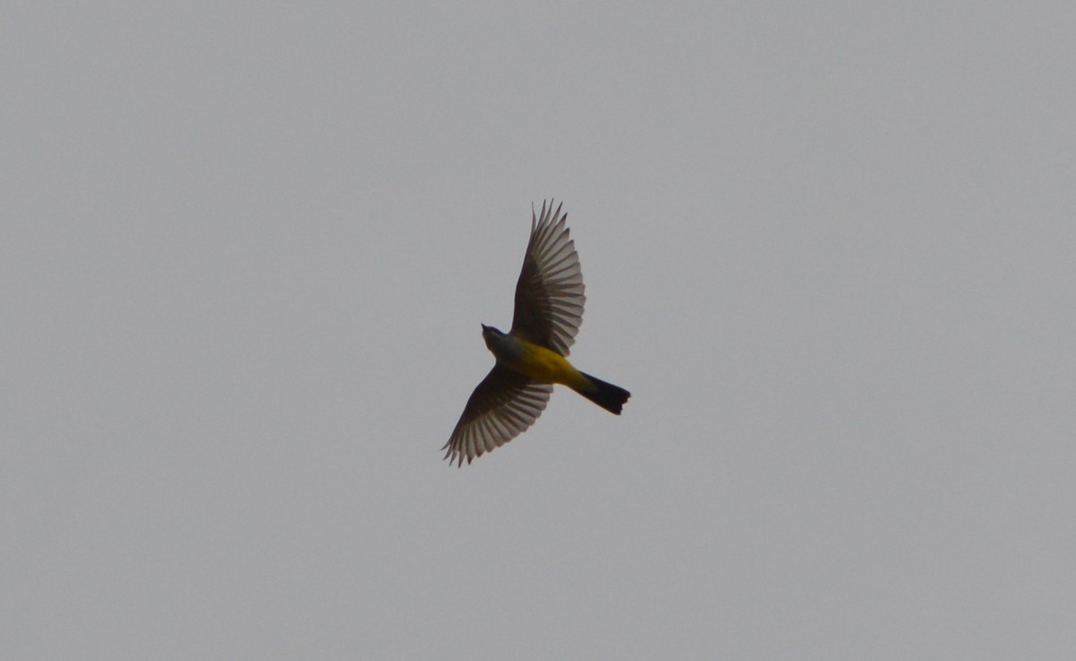 Western Kingbird - ML644596185