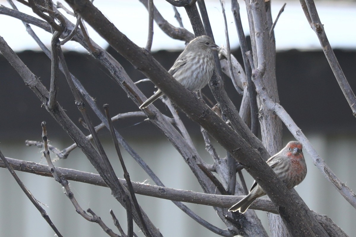 Burugorri arrunta - ML644596187