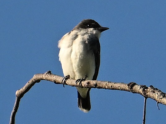 Tyran tritri - ML644596188