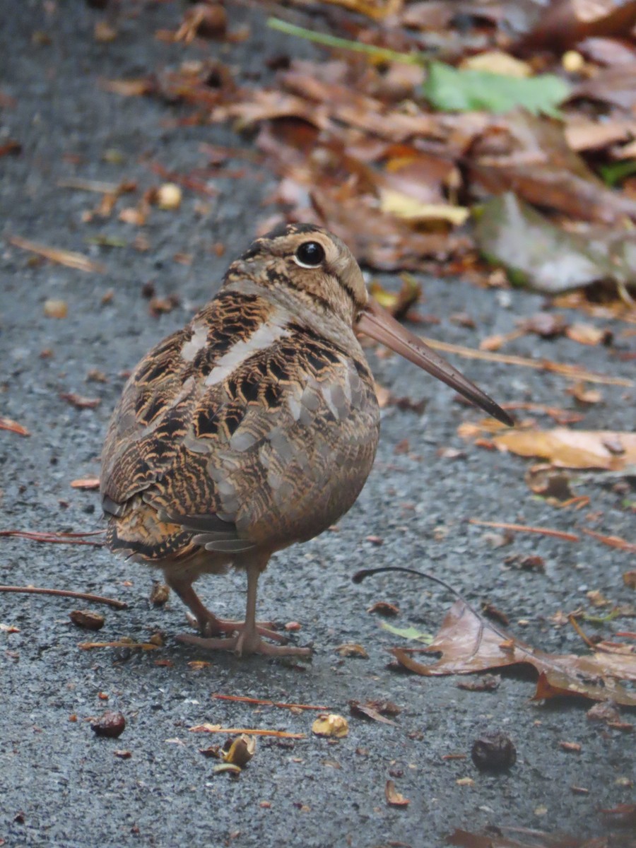American Woodcock - ML644596192