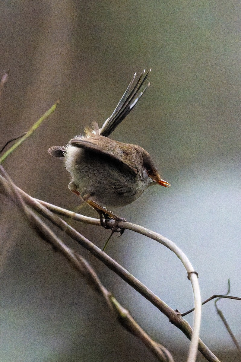 Superb Fairywren - ML644596193