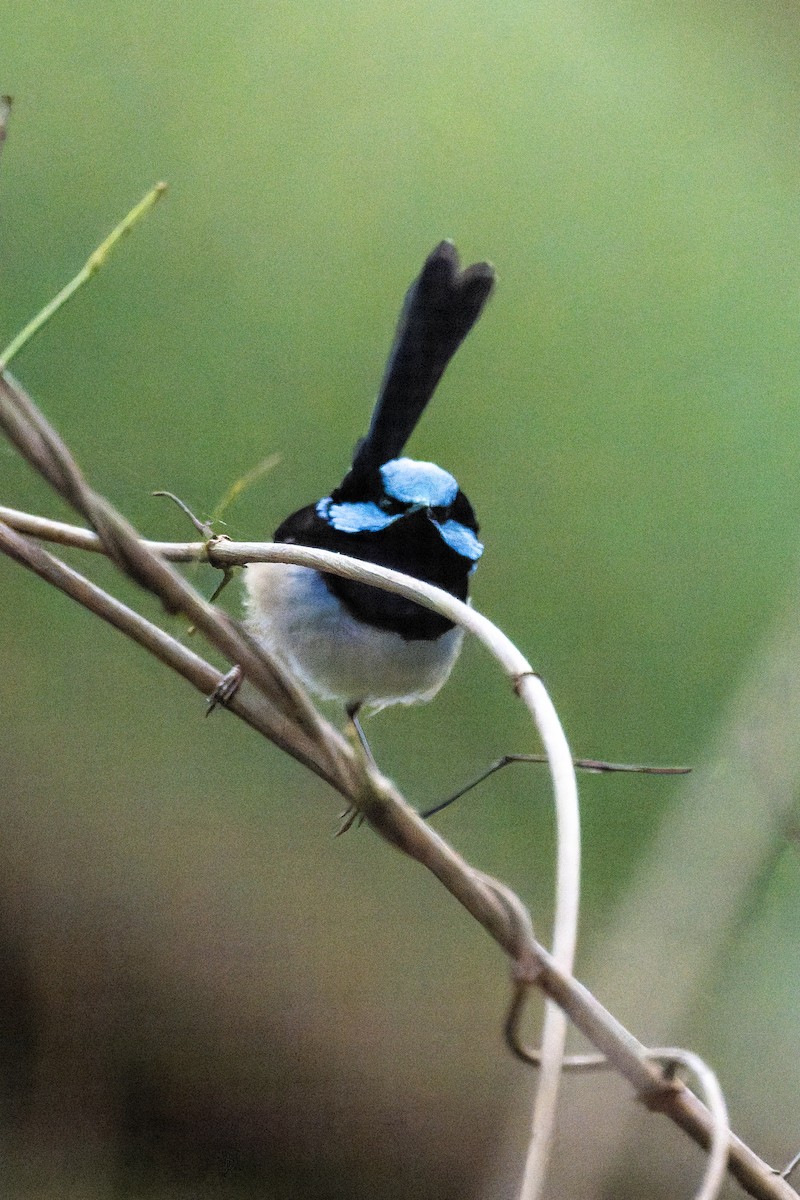 Superb Fairywren - ML644596194