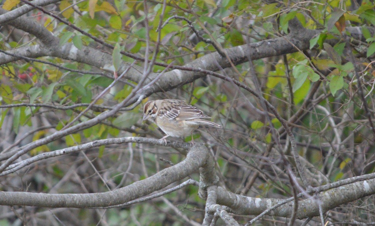 Lark Sparrow - ML644596195