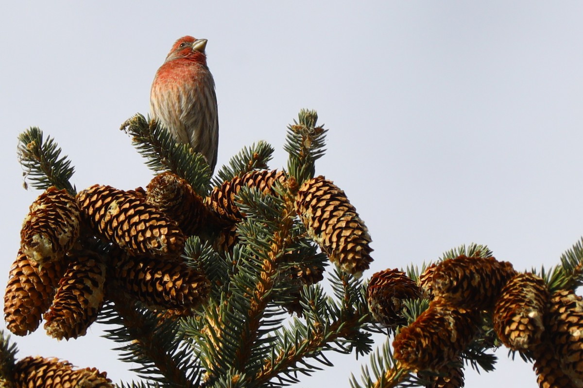 Burugorri arrunta - ML644596201