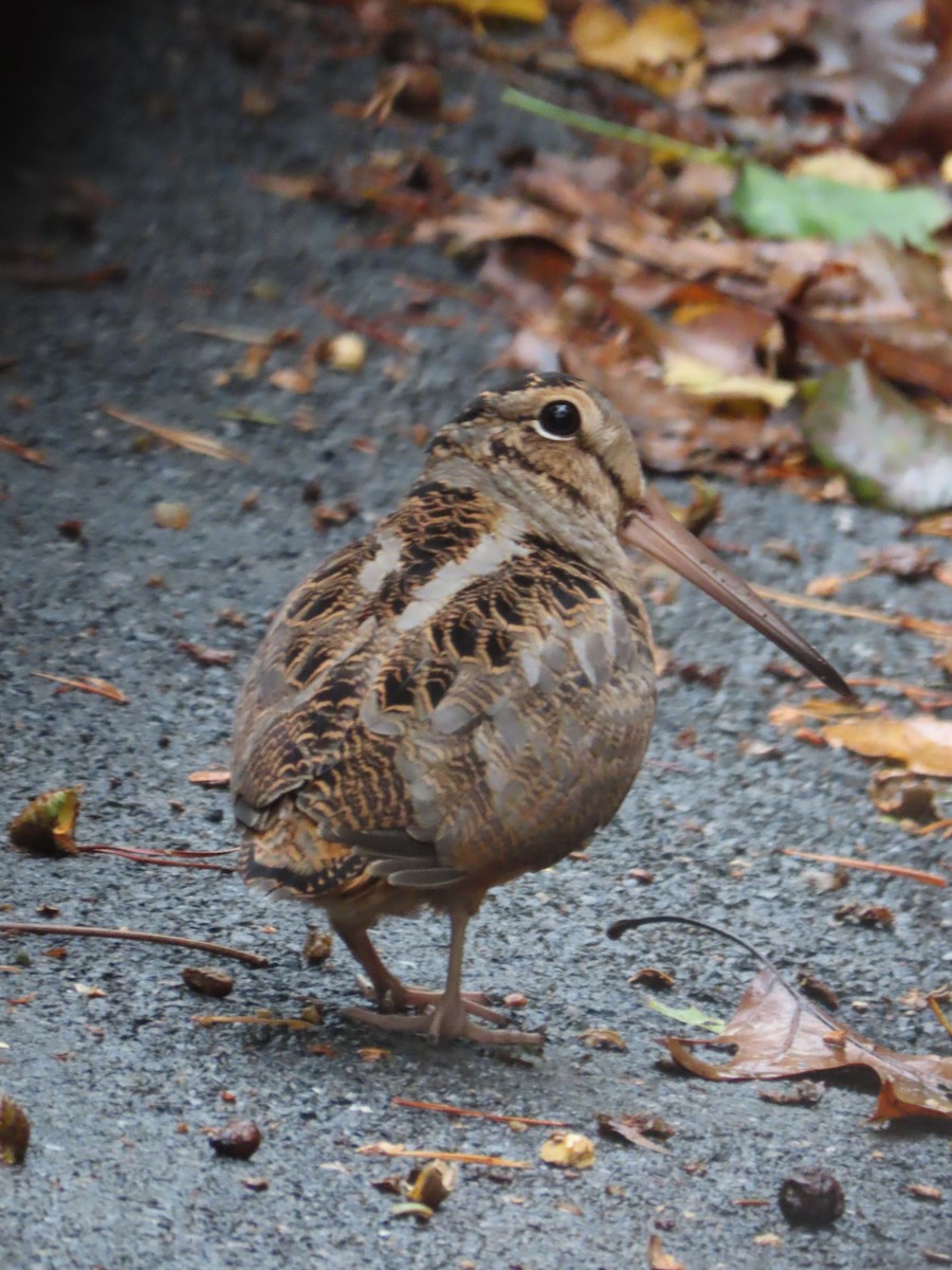 American Woodcock - ML644596206