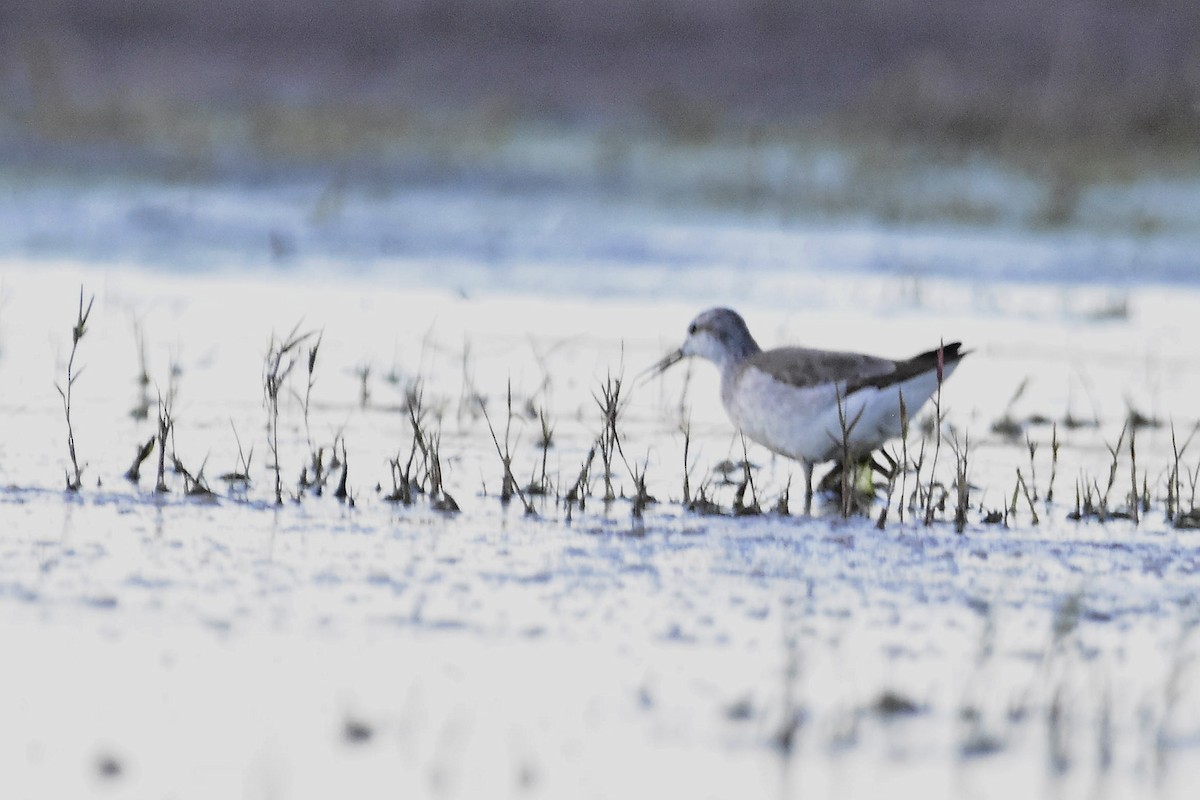 Wilsonwassertreter - ML644596207