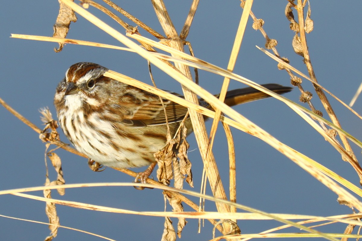 Song Sparrow - ML644596209