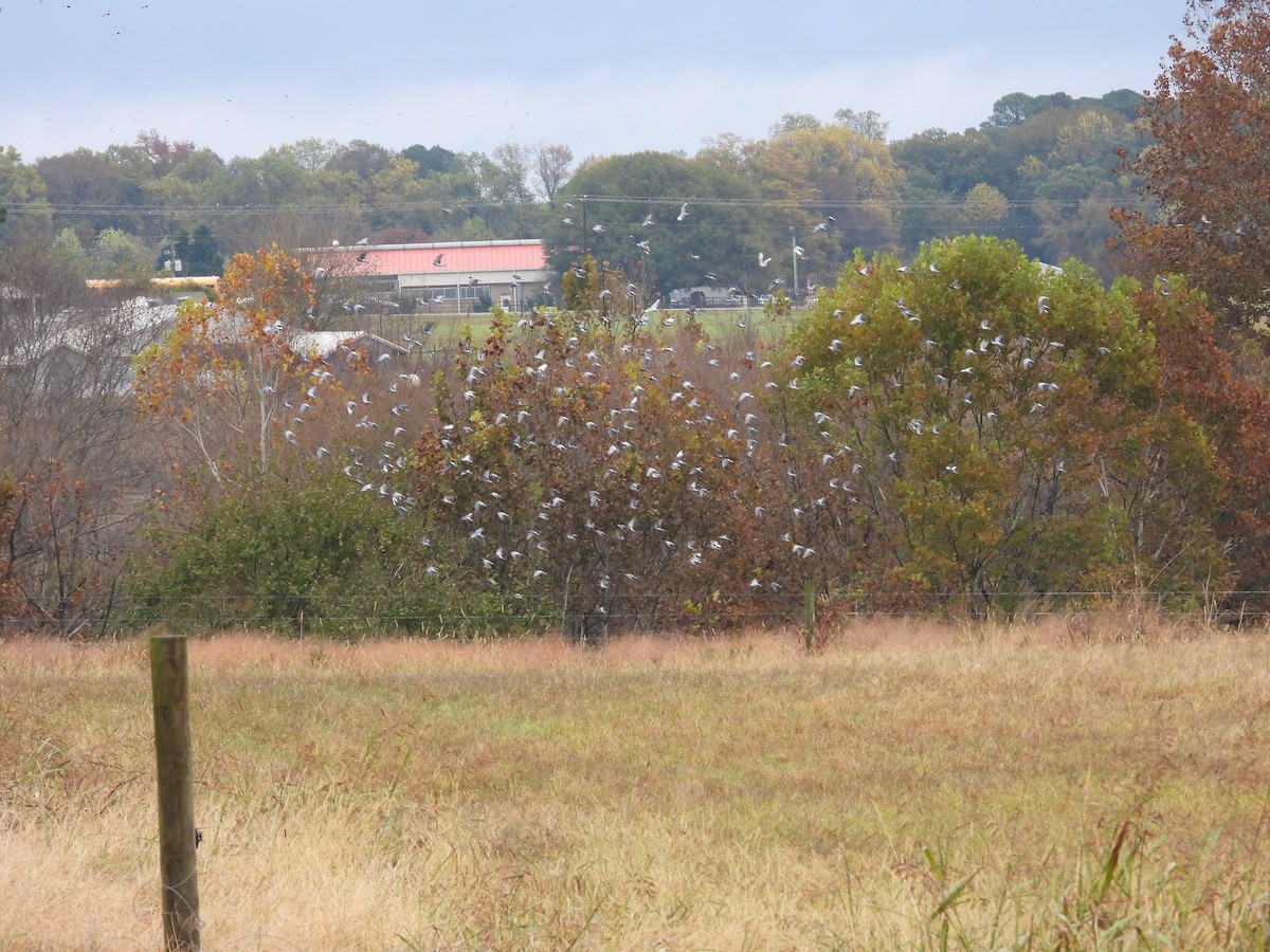 Kaya Güvercini (evcil tip) - ML644596212