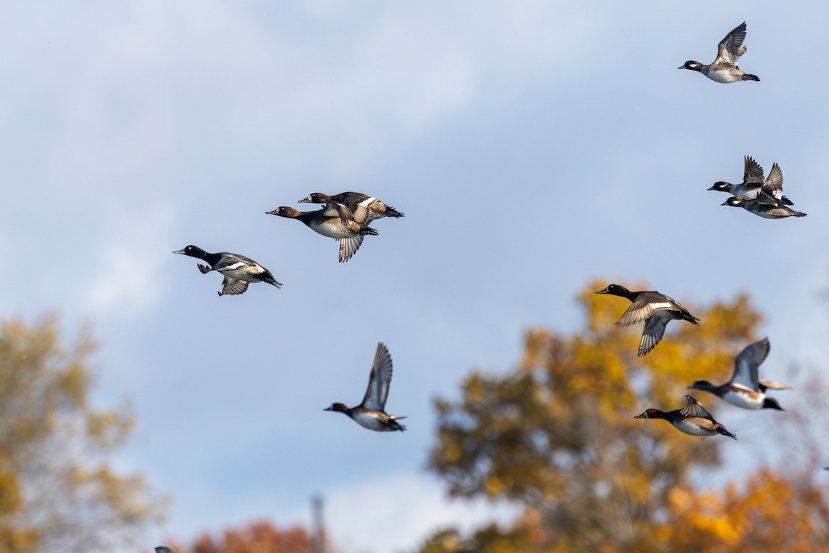 purpurhodeand - ML644596214