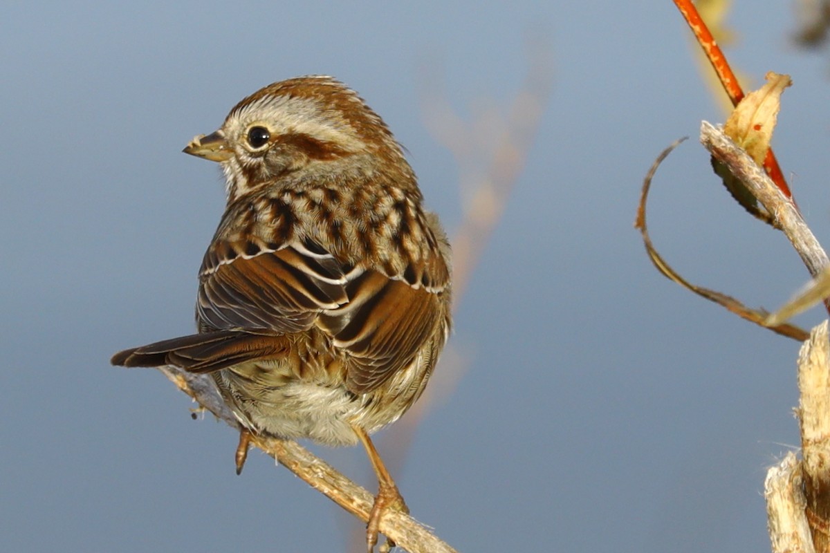 Song Sparrow - ML644596215