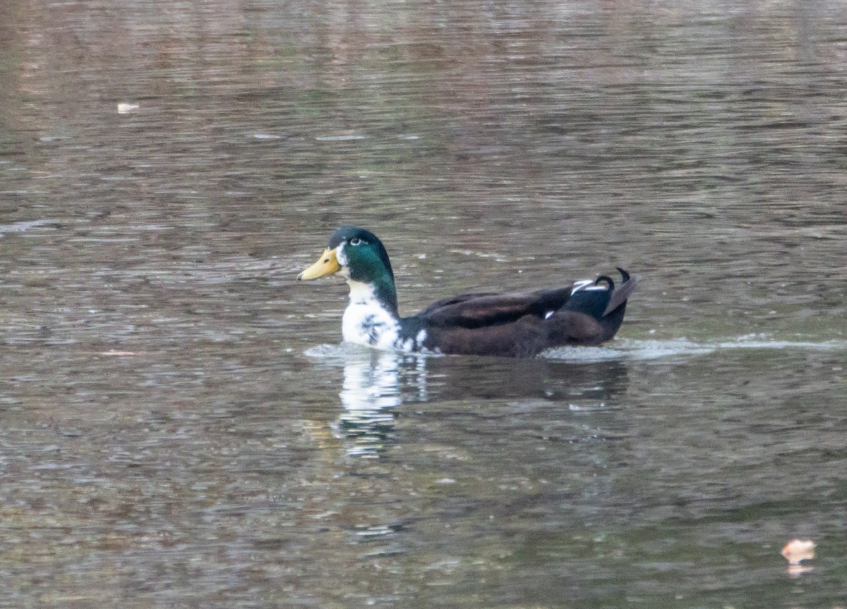 Mallard (Domestic type) - ML644596231