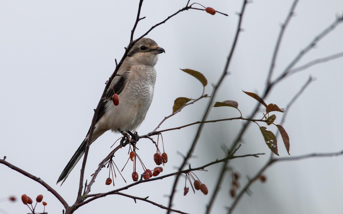 Сорокопуд північний - ML644596232