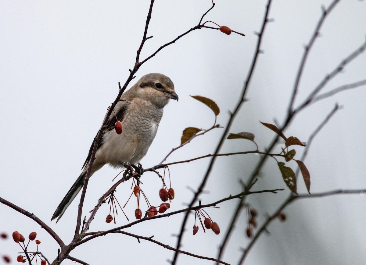Сорокопуд північний - ML644596233