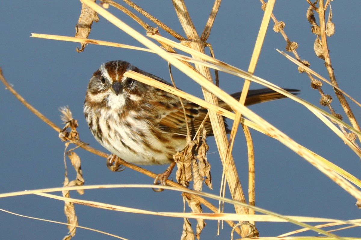 Song Sparrow - ML644596236
