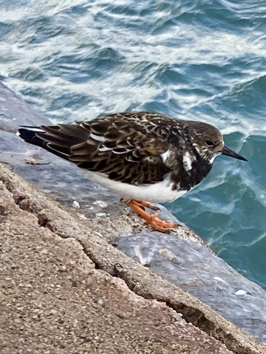 Ruddy Turnstone - ML644596248