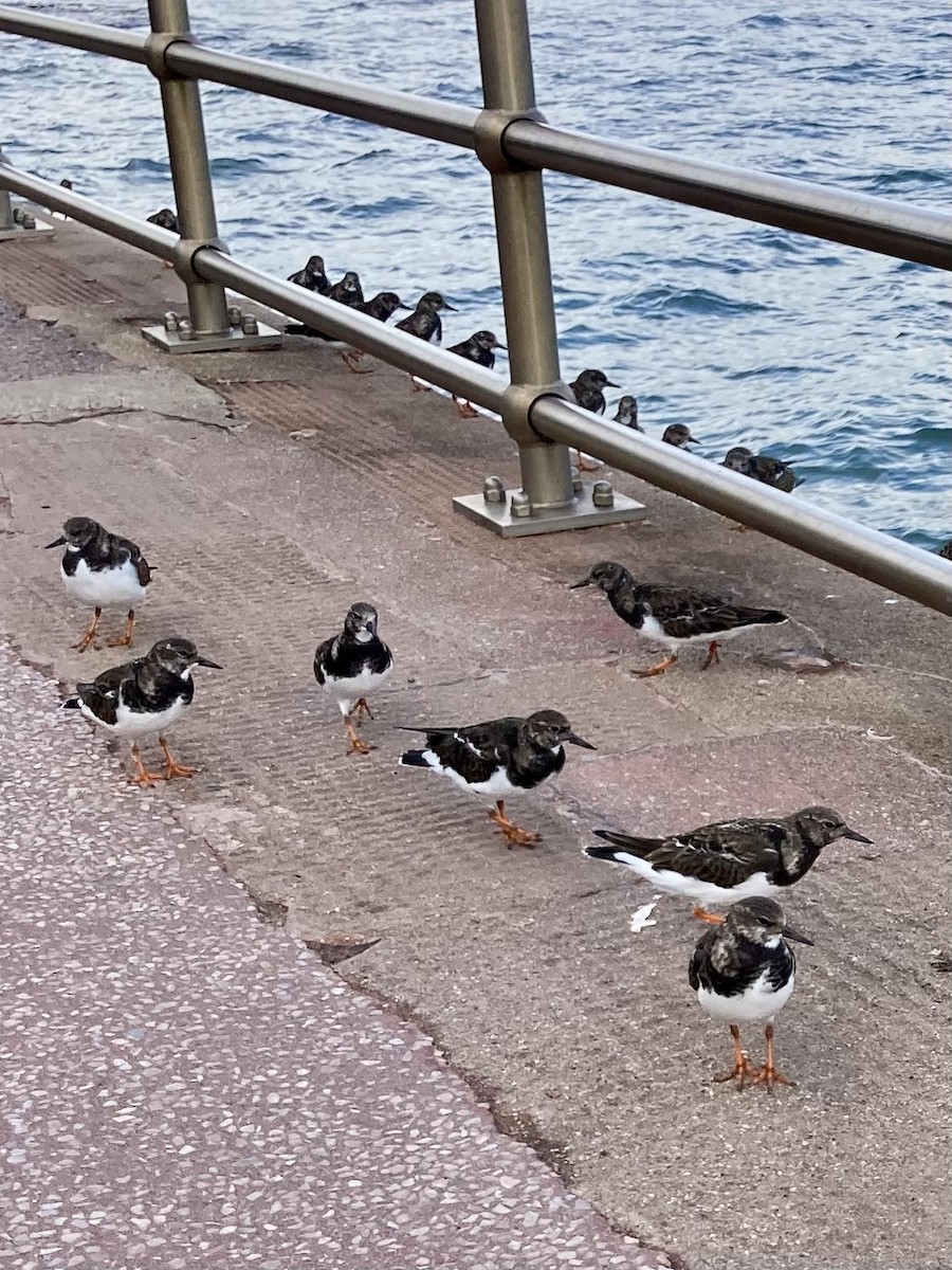 Ruddy Turnstone - ML644596249