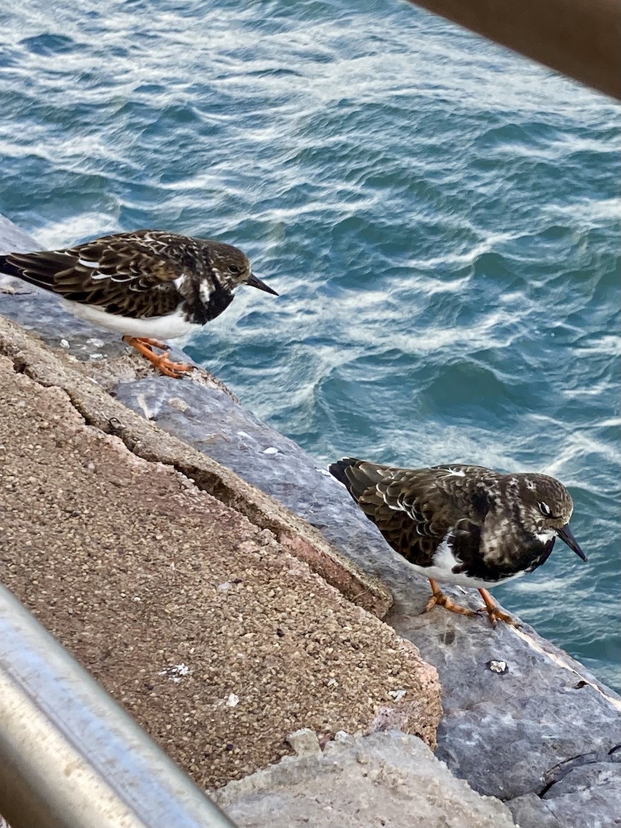 Ruddy Turnstone - ML644596250