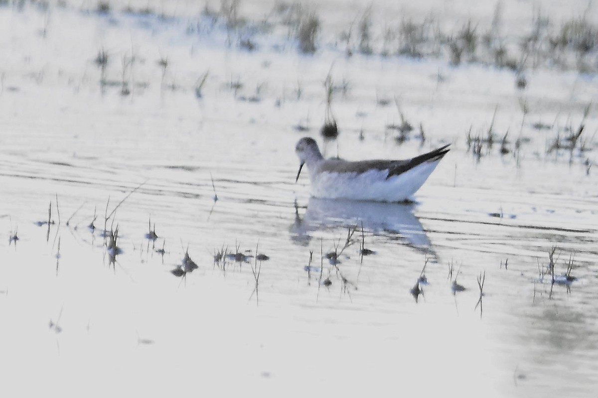 Wilsonwassertreter - ML644596252