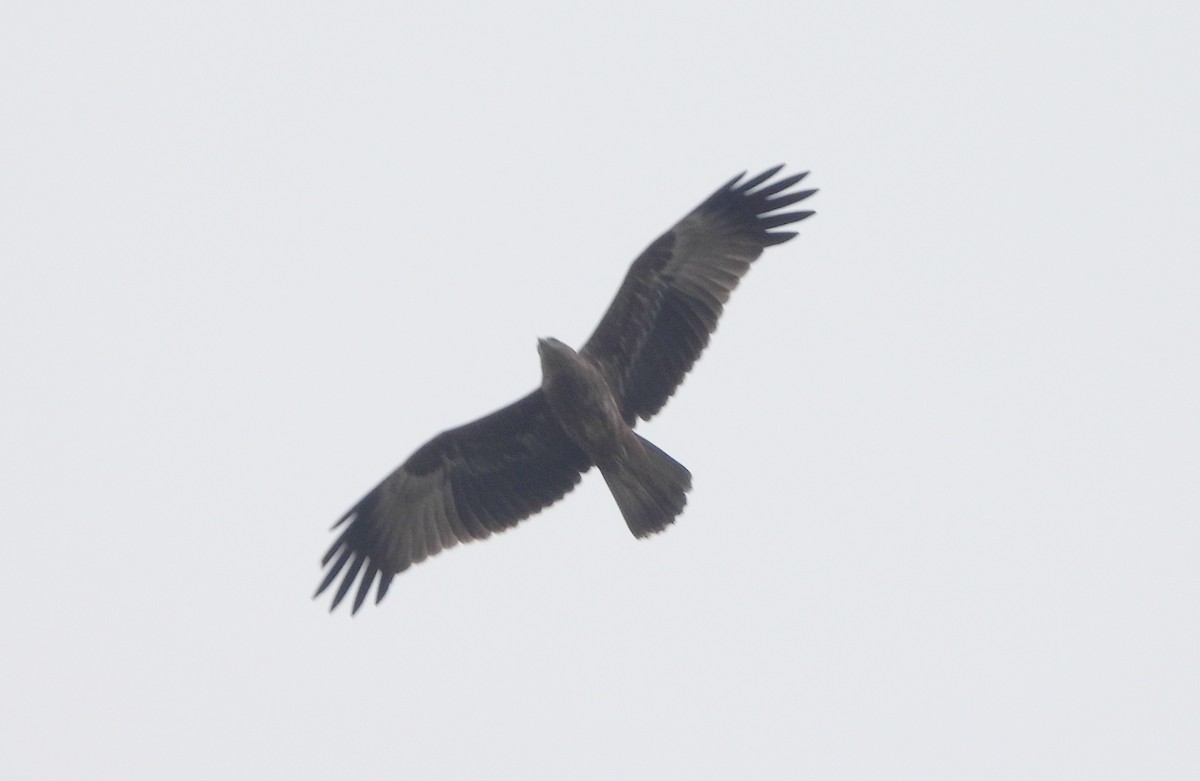 Brahman Çaylağı - ML644596255