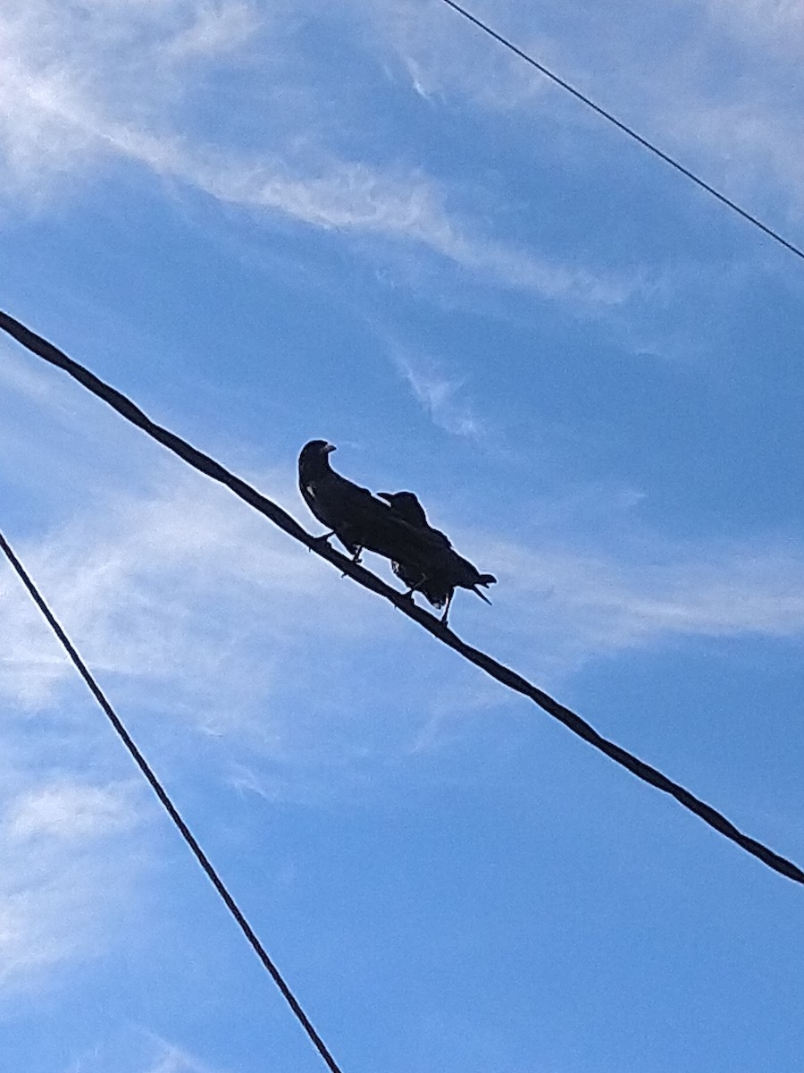 Cape Crow - ML644596261