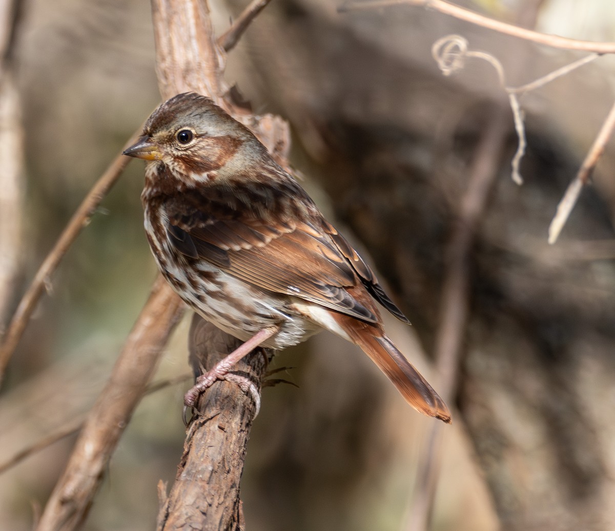 strnadec kaštanový - ML644596262