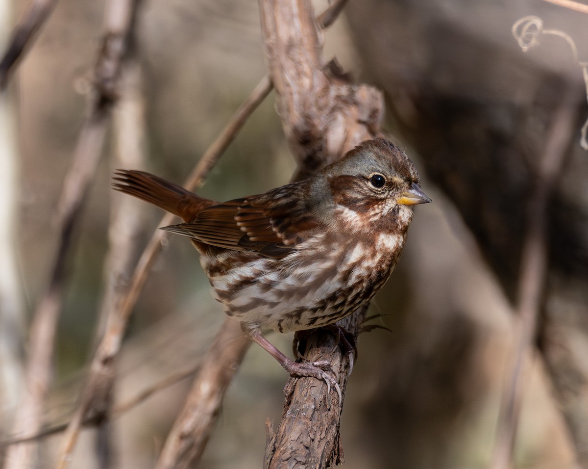 strnadec kaštanový - ML644596263