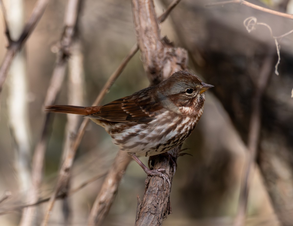 strnadec kaštanový - ML644596264