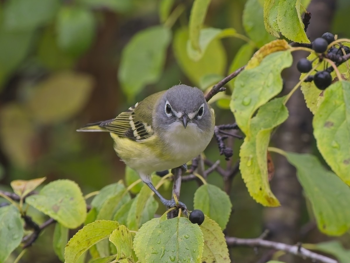 Blue-headed Vireo - ML644596275