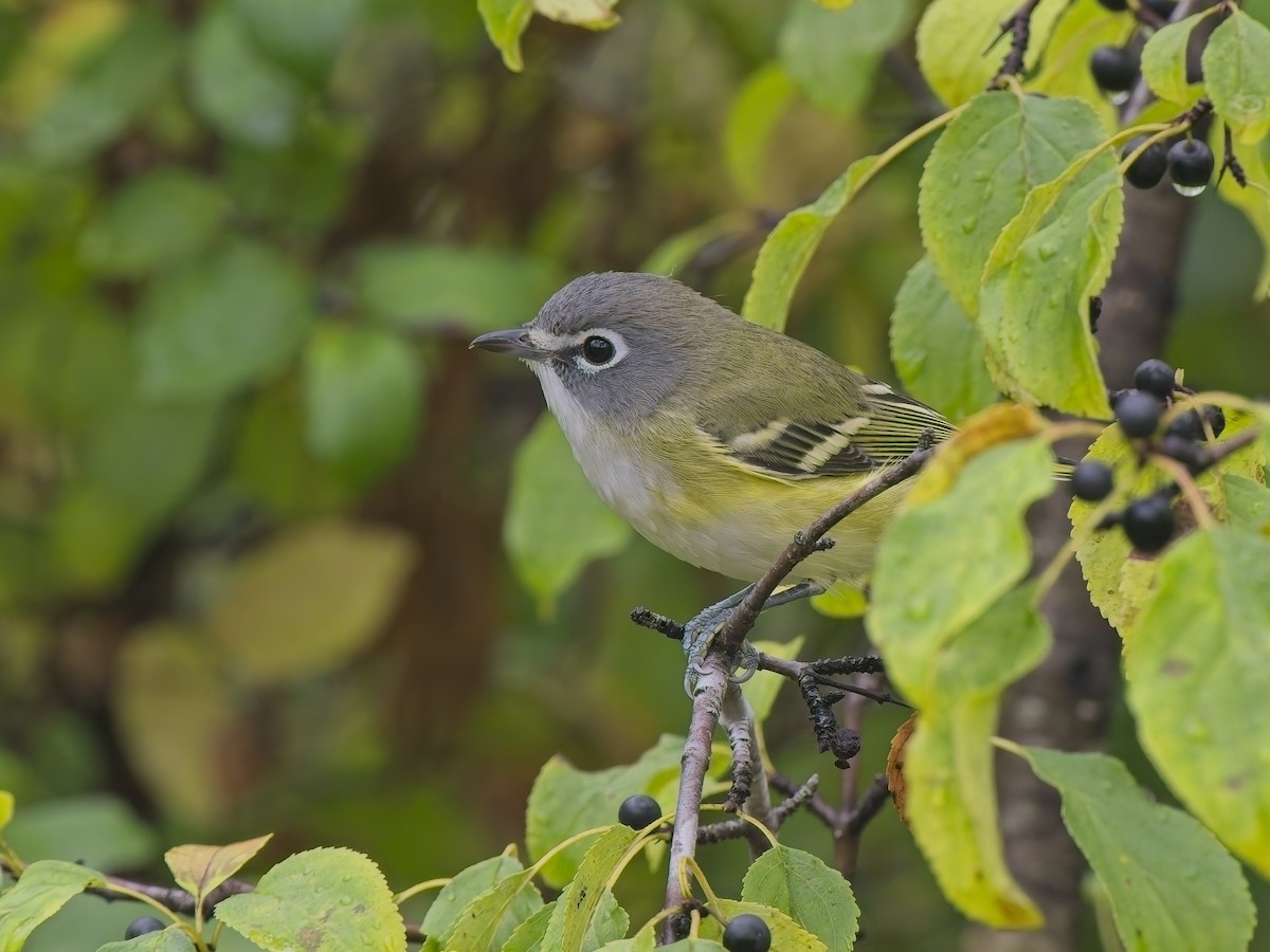 Blue-headed Vireo - ML644596277